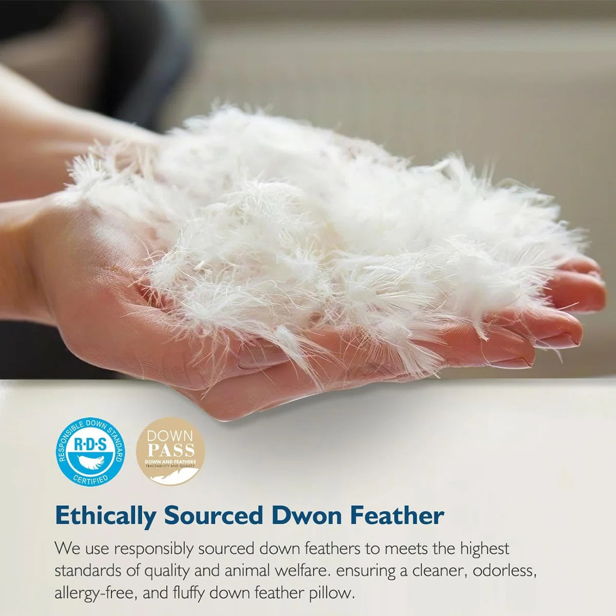 Xavier 100% Organic Cotton Soft-Medium Support Feather Down Pillows Set of 2 (Set of 2)